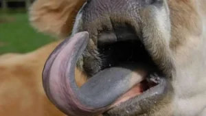 أعراض فيروس اللسان الأزرق (BTV-3) في أيرلندا وتفاوت خطورته على الحيوانات بين التعافي والوفاة